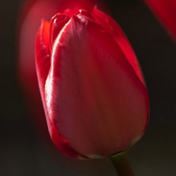 Tulipan Darwina Red...